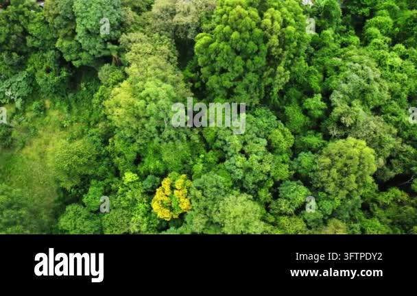 Lush green trees covering dense forest area Stock Video Footage - Alamy