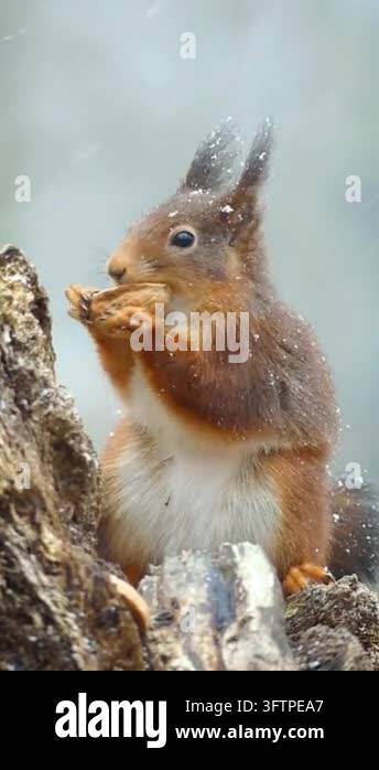 Squirrel eating food on tree stump during snowfall Stock Video Footage ...