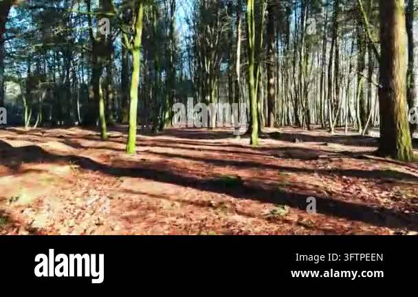 Tsll Tree Sunlit forest floor with tall trees and long shadows Stock Video ...