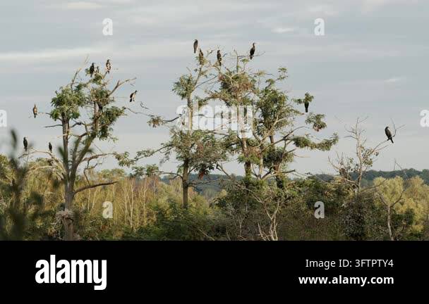 Tsll Tree Group of large black birds perched in a tall tree Stock Video Footage ...