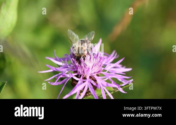 Bee pollinating purple flower in garden Stock Video Footage - Alamy