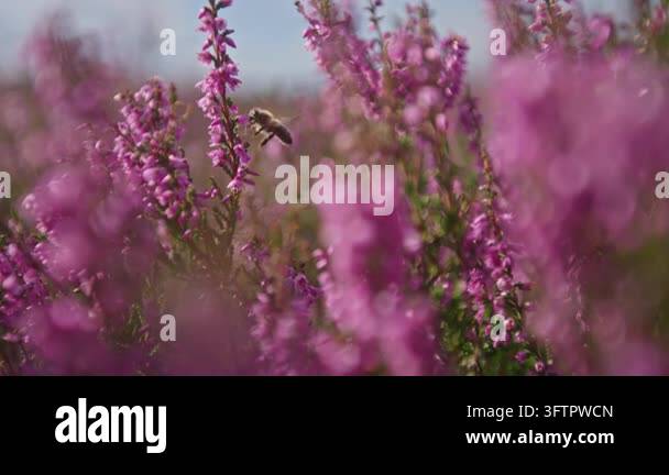 Bee pollinating purple flowers in meadow Stock Video Footage - Alamy