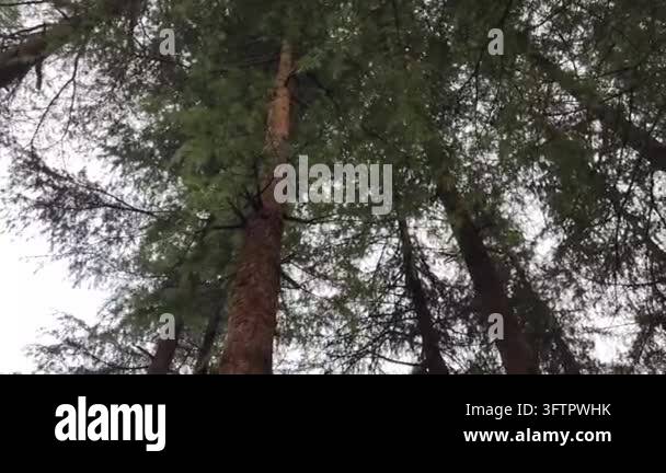 Tsll Tree Tall trees stretching upwards towards a cloudy sky in a dense forest ...