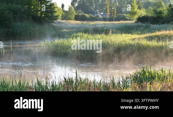 Tsll Tree Misty morning over wetland. Tall grasses line calm water. Sunlight ...