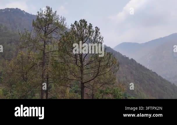 Tsll Tree Tall trees in a mountainous landscape under a cloudy sky Stock Video ...