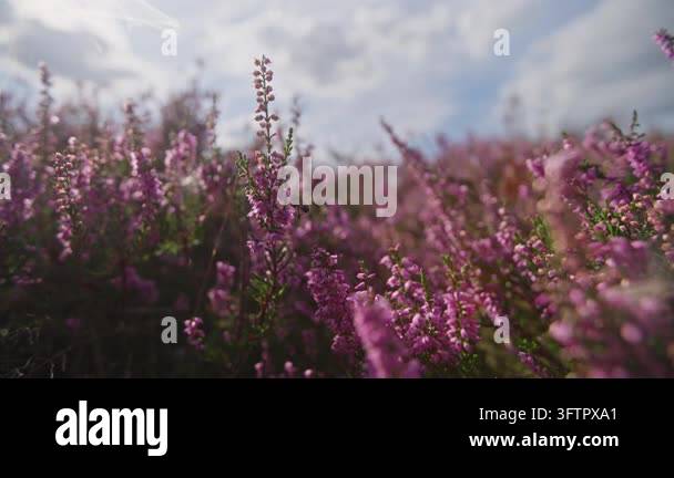 Purple flowers blooming under cloudy sky Stock Video Footage - Alamy