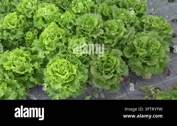 Smooth tracking shot over heads of green and red leaf lettuce growing ...