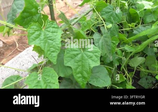 Macro shot of a vibrant mouse melon plant, scientifically known as ...