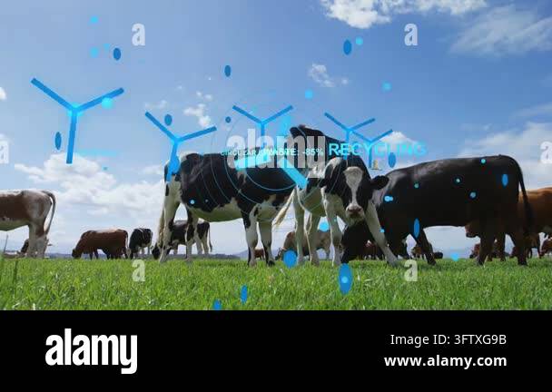 Dairy cows grazing while blue HUD appearing from left, drifting closer ...