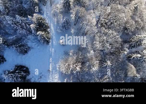Aerial top down view of snow covered pine forest Stock Video Footage ...