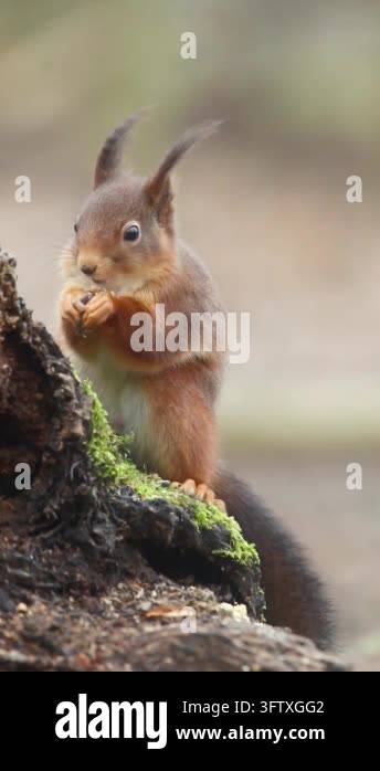 Squirrel eating nut on tree stump Stock Video Footage - Alamy