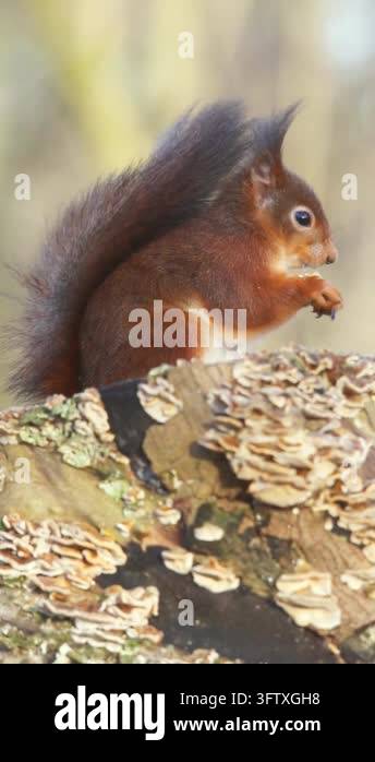 Squirrel sitting on a tree stump and eating food Stock Video Footage ...