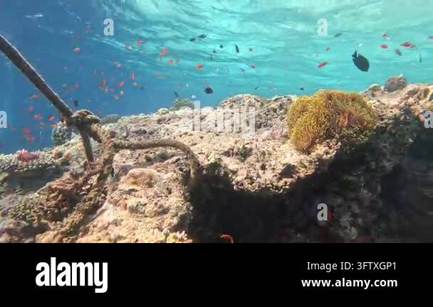 Underwater tracking shot approaching anemonefish in waving tentacles on ...