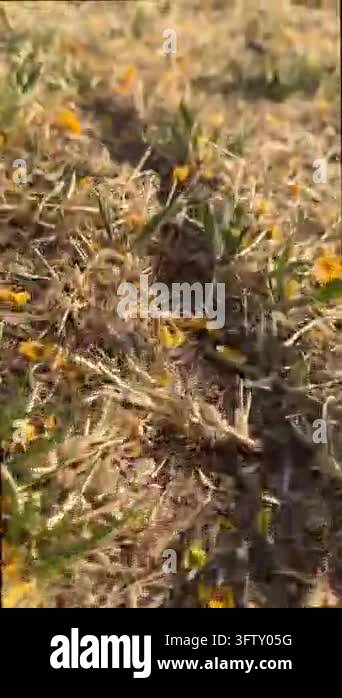 Ground-level sweeping movement across dry grass and leaf litter shows ...