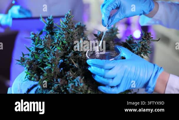 Scientist in protective gloves handles cannabis material inside glass ...