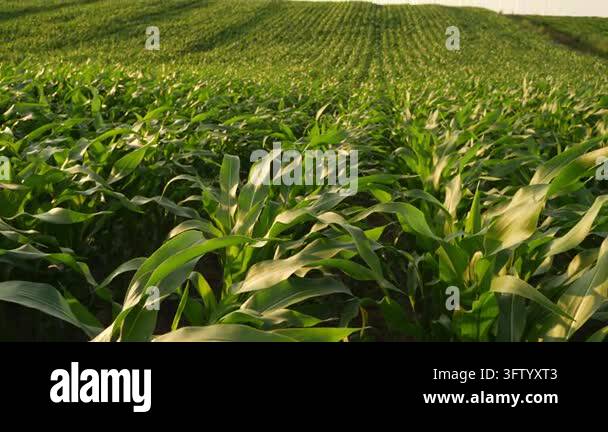 Lush green corn plants growing in neat rows across a vast agricultural ...