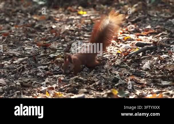 Close-up of a squirrel holding a hazelnut in its mouth, highlighting ...