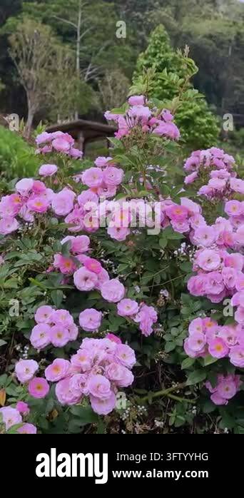 Vertical view of blooming pink miniature roses on a lush green bush in ...