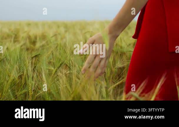 Close-up of a womans hand in a red dress caressing ripe golden wheat ...