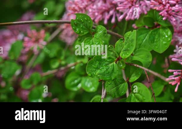 Pink lilac blossoms and green leaves covered with rain droplets glow in ...