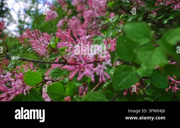 Pink lilac blossoms and green leaves covered with rain droplets glow in ...
