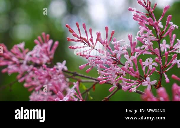 Pink lilac blossoms and green leaves covered with rain droplets glow in ...