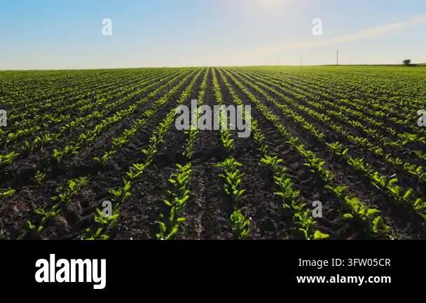Young sugar beet plants sprouting in an endless cultivated field ...