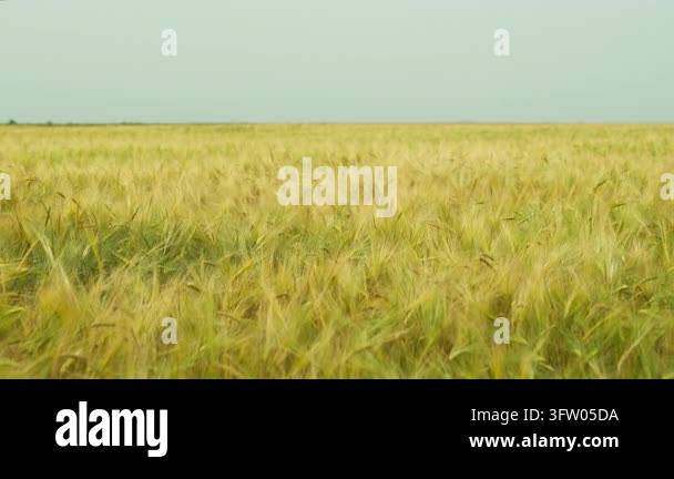 Ripening ears of wheat swaying in the wind in a vast agricultural field ...