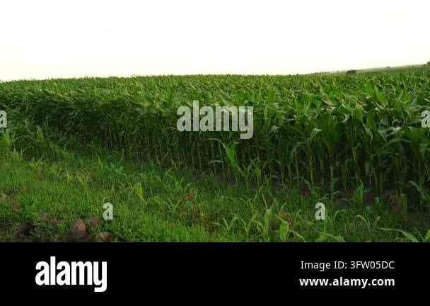 Young corn plants growing in a vast agricultural field. The green rows ...