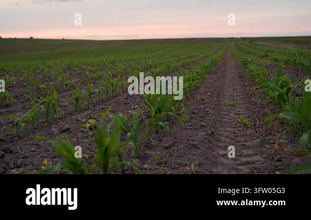 Beautiful cornfield with young plants growing in rows. Agricultural ...