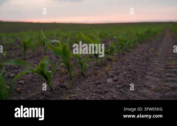 Close-up view of young green corn seedlings growing in rows in a ...