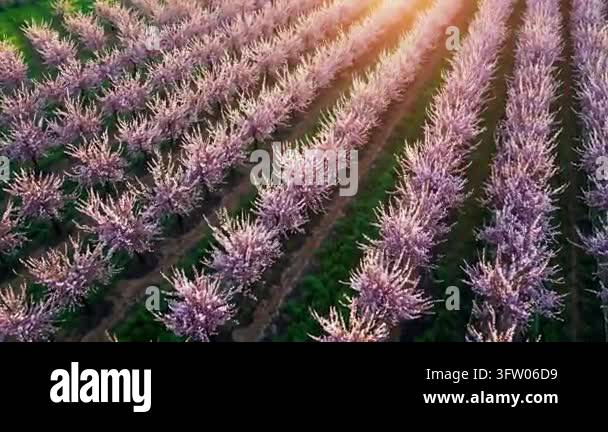 Rows of blooming pink flowers in sunlight Stock Video Footage - Alamy