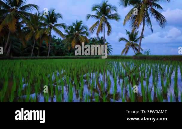 Lush green rice field surrounded by palm trees Stock Video Footage - Alamy