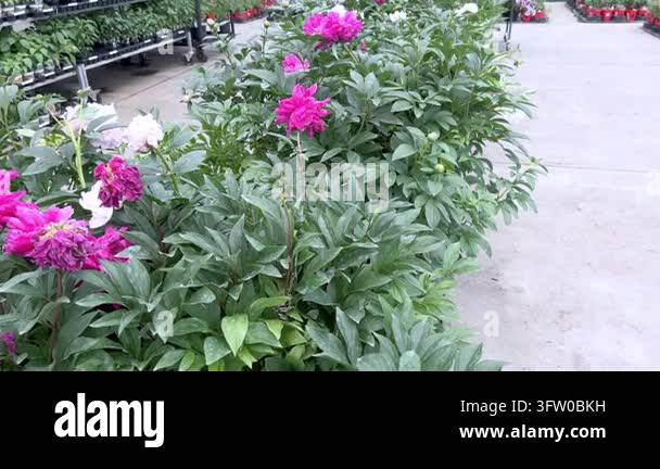 Close-up view of densely packed peony bushes with large purple and pink ...