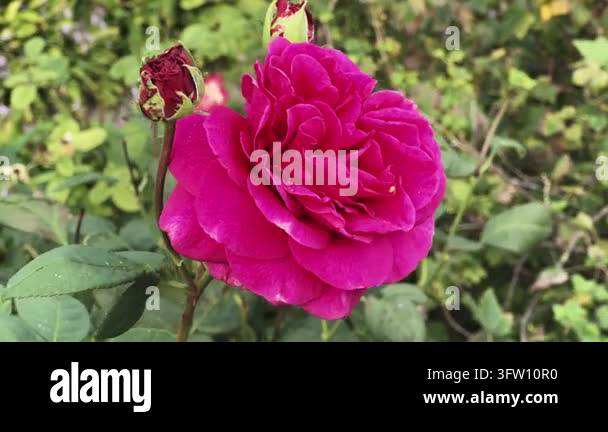 Pink rose flower on a blurred background at overcast morning Stock ...