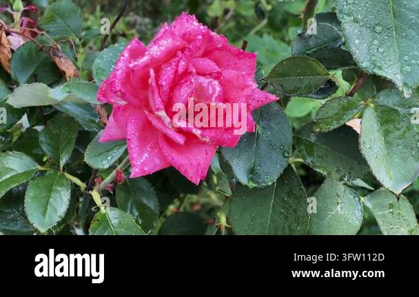 Pink rose flower covered with dew at overcast morning Stock Video ...