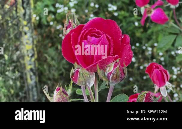 Pink rose flower covered with dew at overcast morning Stock Video ...