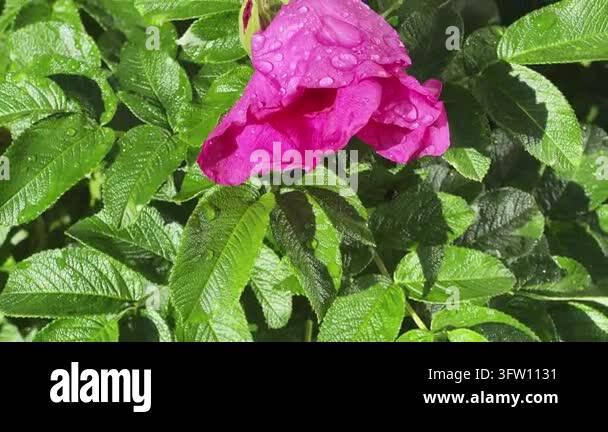 Pink flower of dog rose covered with dew close-up Stock Video Footage ...