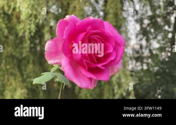 Pink rose flower on a blurred background at overcast morning Stock ...