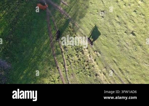 Rural meadow with cattle and long shadows Stock Video Footage - Alamy