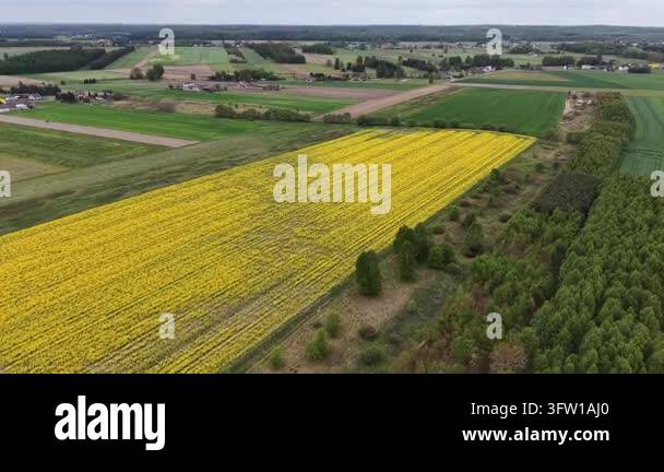 Rapeseed cultivation in rural fields from above Stock Video Footage - Alamy