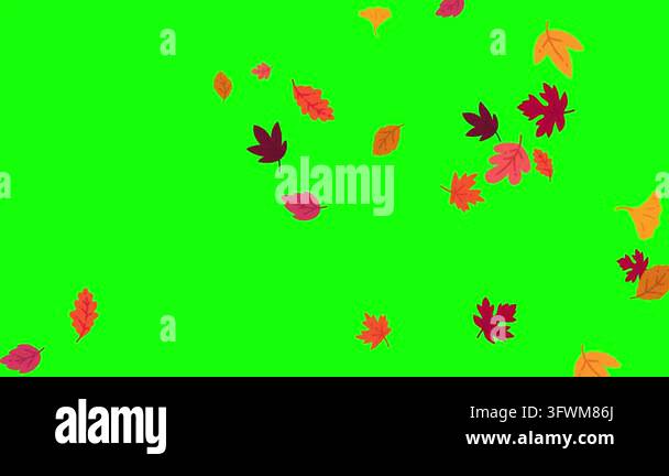 Vibrant autumn leaves falling and swirling across a bright green screen ...