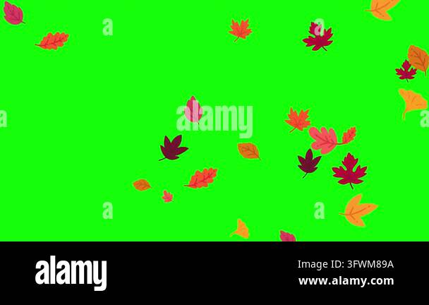 Vibrant autumn leaves falling freely on a bright green screen ...