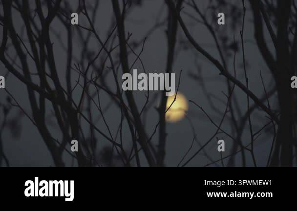 beautiful botanical shot, natural wallpaper Stock Video Footage - Alamy