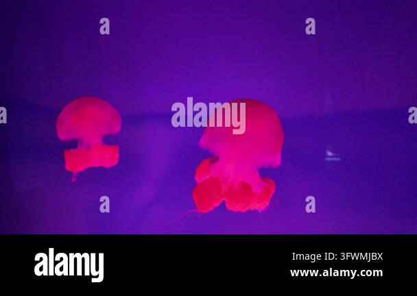 Two Bell Shape Two bioluminescent pink jellyfish drift gently in a dark purple aquatic ...
