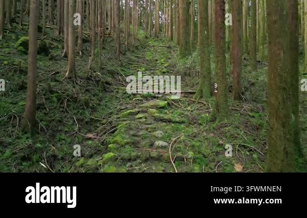 Stone path through dense green forest Stock Video Footage - Alamy