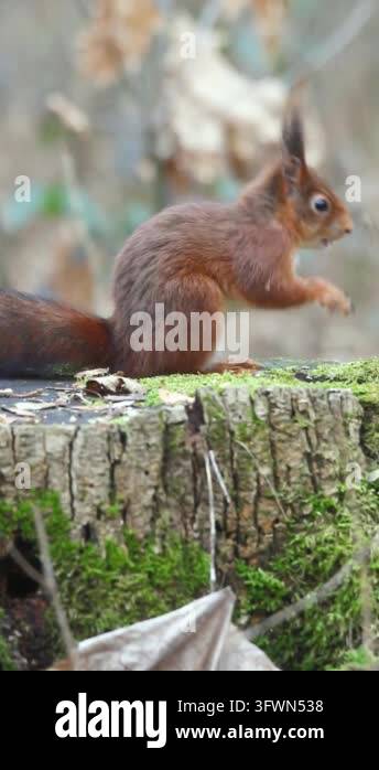 Squirrel standing on tree stump looking around Stock Video Footage - Alamy