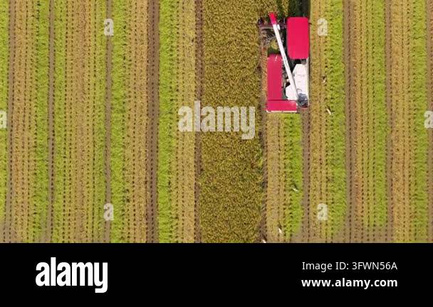 Aerial view of Combine harvester machine with rice paddy field, Taiwan ...