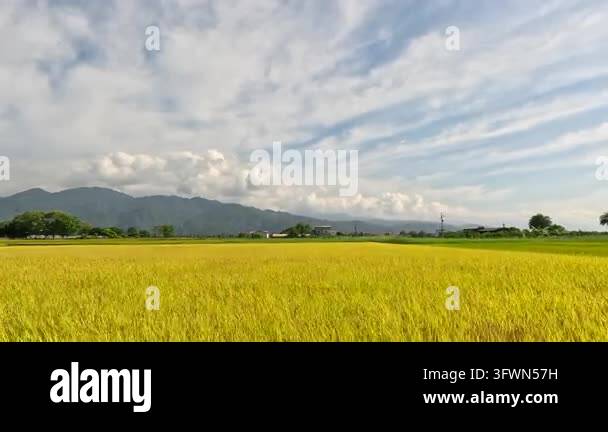 Car side window view of rice fields and village, Taiwan Stock Video ...