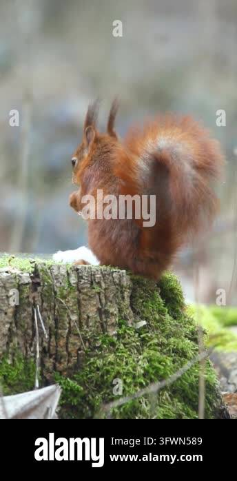 Squirrel sitting on tree stump eating food Stock Video Footage - Alamy